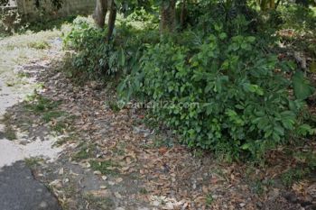 Dijual Hak Sewa Tanah View Sungai Pinggir Jalan di Kaba Kaba