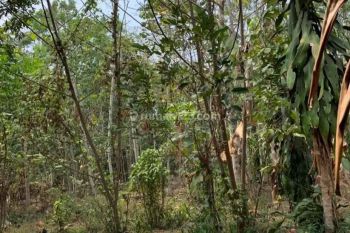 DIJUAL TANAH KEBUN BONUS RUMAH DIPINGGIR JALAN RAYA BATUJAJAR