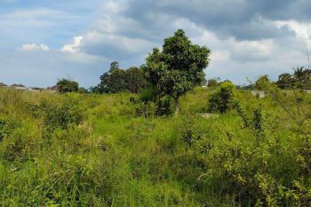 Tanah Luas Cocok Untuk Perumahan di Jalan Mangga Kota Batu