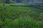 thumbnail-tanah-sawah-harga-1-jutaan-di-sekitar-jalan-palagan-km-12-murah-3