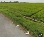 thumbnail-tanah-sawah-kawasan-bijb-kertajati-0