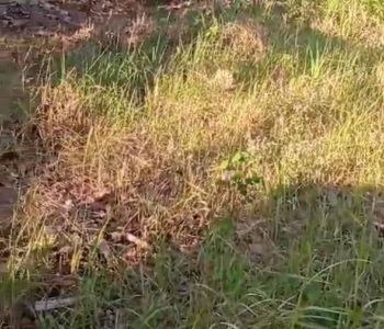 Di Jual Cepat Lahan Pekarangan 3004m Imogiri