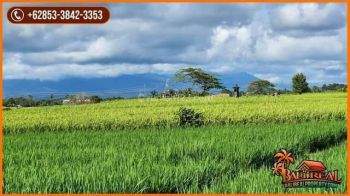 View Sawah Dan Gunung Dekat Pantai 4,200 M2 di Selemadeg Timur
