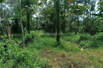 Tanah Kebun Durian Murah di Malang Raya