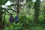 thumbnail-tanah-kebun-durian-murah-di-malang-raya-4