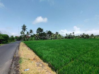Tanah Cantik di 12.7are di Kedungu Zona Kuning Dengan View Sawah.
