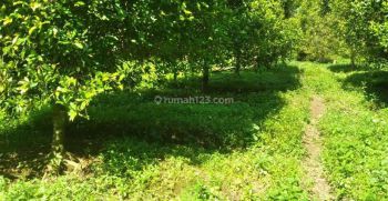 Tanah Perkebunan Cengkeh Luas 6000m Linggarjati Cilimus Kuningan