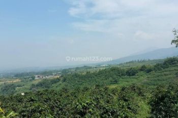 Di Jual Cepat Kebun Kopi Produktif Sukabumi Shm