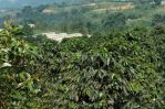 thumbnail-di-jual-cepat-kebun-kopi-produktif-sukabumi-shm-1