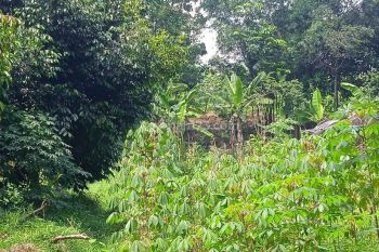 Dijual Tanah 858 M2 SHM di Cibereum Sinarsari, Dramaga