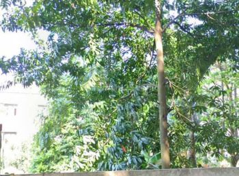 Tanah Cocok Untuk Cafe,hotel,rumah Di Sayap Ciumbuleuit Bandung