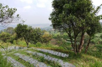 Dijual Kebun di Lembang Bisa Untuk Tempat Wisata Villa Perumahan