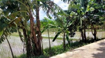 TANAH MURAH LUAS COCOK UNTUK HUNIAN & INVESTASI