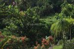 thumbnail-c08-resort-kecil-di-perbukitan-hillside-small-resort-6