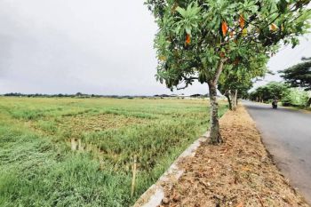 Dijual Tanah Karanganyar Batang Dekat RSU Aro, Cocok untuk Bangun Gudang