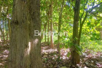 Tanah kebun seluas 54 are, lokasi di Br Tengah Desa Mendoyo Dangin Tukad