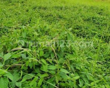 Tanah Lokasi Strategis Di Canggu Bali Dekat Finns Beach Club