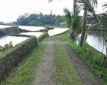 Tanah Tabanan dekat Jatiluwih di Desa Babahan SHM