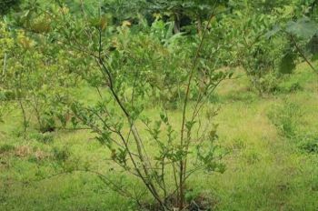 Di jual tanah / kebun murah dekat lereng gunung Tangkuban perahu Ciater Subang