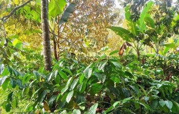 Investasi Kebun Kopi Produktif Lebat di Malang