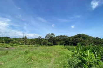 Dijual Tanah 31 Are View Sawah dan Sungai Pantai Nyanyi Tabanan