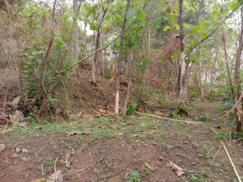 Jual tanah kebun jati barang x buat investasi Deket penduduk