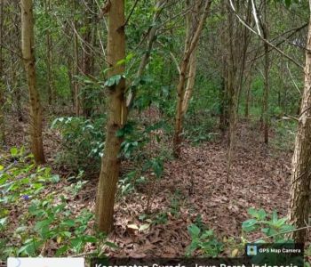 TANAH BERIKUT POHON SENGON -+1600 pohon