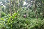 thumbnail-tanah-kebun-produktif-murah-di-malang-raya-1