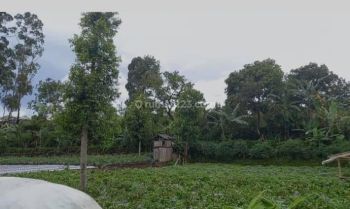 Dijual Tanah Kebun di Cikole Lembang