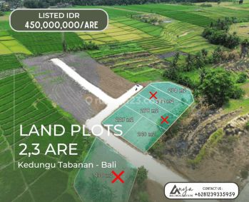 Dijual 3 Plot Tanah Kavling View Sawah,dekat Tanah Lot Akses One Gate di Kedungu