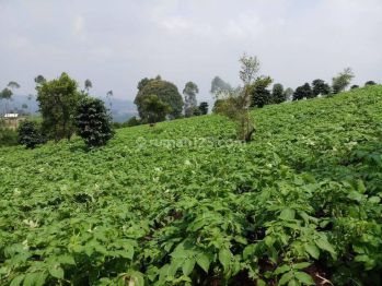 Dijual Tanah/Kebun Di Lembang Bisa Dijadikan Tempat Wisata /Villa/ Perumahan