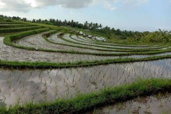Disewakan Tanah Murah Di Tabanan