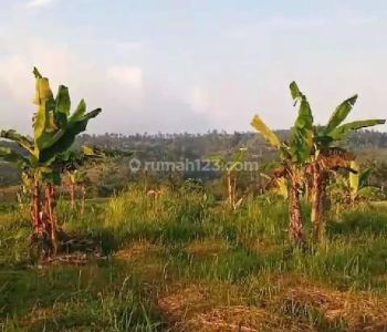 Tanah Darat Sangat Cocok Untuk Villa Dan Investasi Masa Depan