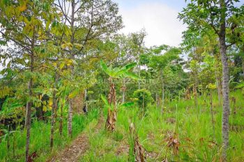 Kavling Tanah Pasuruan siap bangun