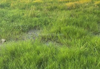 Rent land Canggu padonan 15 are SHM zone yellow