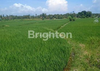 Tanah seluas 20 are di Desa Mas Ubud Gianyar