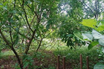 DIJUAL CEPAT TANAH DEKAT SMP 10 DEPOK