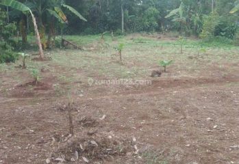 Lokasi kebun duren siap panen Di Sukaharja Sukamakmur bogor timur