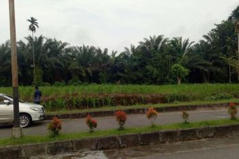 Di Jual Tanah Murah Lubuk Basung Kab Agam 459 mÂ² SHM