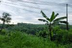 thumbnail-tanah-pertanian-di-sukajadi-taman-sari-bogor-surat-lengkap-dan-clear-0