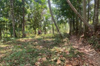 Tanah di dekat wisata kopeng,, cocok buat investasi jangka panjang