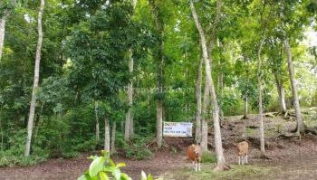 Dijual Tanah 36440m2 Baler Bale Agung Negara Jembrana