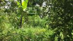 thumbnail-land-for-lease-central-of-ubud-long-term-25-years-7