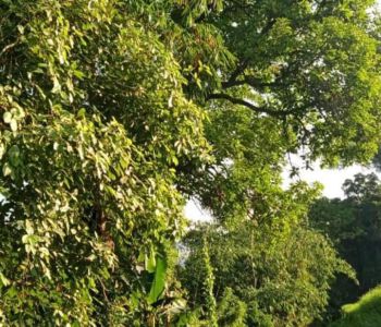 Dijual Tanah Murah Di Tabanan Desa Mengesta Penebel Tabanan Bali