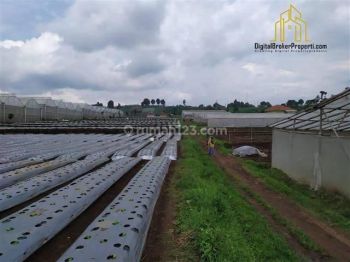 Tanah Kebun Sejuk View Gunung Murah di Cisarua Bandung Barat