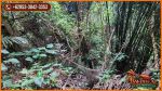 thumbnail-view-sungai-dan-hutan-1700-m2-di-sukawati-ubud-11
