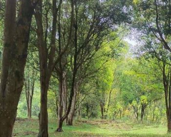 Jual Kavling Kebon Untuk Villa dsb di Lembang KBB