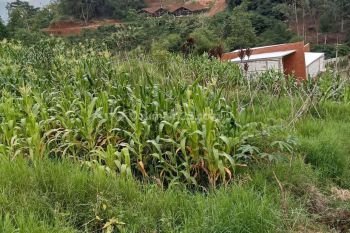 Tanah Cocok Untuk Villa Atau Tempat Wisata Di Ciwidey Bandung