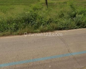 Dijual Tanah Sawah Di Jalan Raya Cikande Rangkasbitung Banten