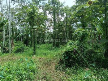 Tanah Kebun Durian SHM Murah di Malang Raya
